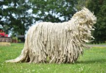 A Guide to the Komondor Dog Breed AKA The Mop Dog & Hungarian Sheepdog