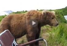 Man Was Relaxing In His Camping Chair, Then A Huge Brown Bear Decides To Sit Next To Him