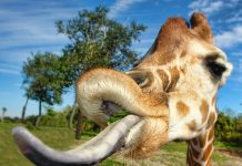 10 GIRAFFE FACTS!
