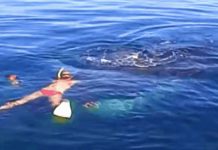 A Family Sailing Trip Becomes A Whale Rescue Operation