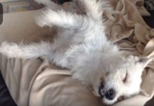 They Took In A Dog Who Was Found At A Gas Station — But They Never Expected This