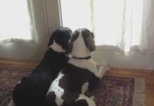 She Set Up A Hidden Camera To See What Her Dogs Do When She Leaves. Just Seconds Later Mom Was Surprised