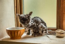A Man Spotted A Cat Wandering Alone Struggling To Survive, So He Stops His Car