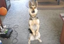 Dog Deserves A Treat After The Most Dramatic Version Of Playing Dead