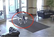 Two Friendly Pit Bulls Wander Into Hospital And Take Everyone By Surprise