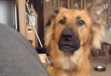 Cute Dog Throws Overly-Dramatic Tantrum and Has People Laughing