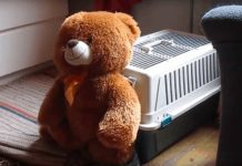 Mom Set Up Camera When Teddy Bear Keeps Disappearing and Captured The Footage