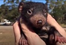 He Takes A Baby Tasmanian Devil Out For Its First Run, And When It Starts Chasing Him Around…