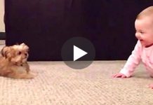 Dad Turns on the Camera, Records his Baby Having a Funniest Conversation with Family Dog