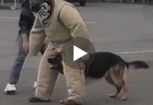 When the Dog gets Bored of Police Training, the Laughs Start Rolling
