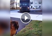 UPS Truck Stopped Outside His House. What This Boxer Did Next? I Can’t Stop Smiling!