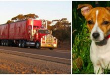 Driver Pulls Over To Help A Stray, Then Dog Leads Him Into The Woods