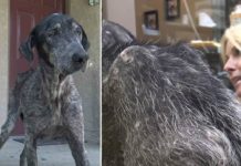 Stray Dog Was Starving Alone In The Mountains—when Rescuers Scan Her, They Make Shocking Discovery