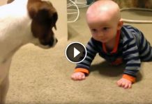 Little Boy Keeps Falling Over And Over, But Then Family Dog Decides To Help