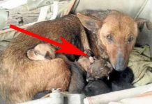 Street Dog Guards Abandoned Baby – Shows That Dogs Have A Heart Of Gold
