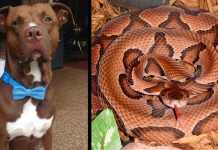 Pit Bull Runs Toward Screaming Kid, Ends Up Saving Child From Deadly Snake