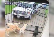 Mailman Has Amazing Encounter With Dogs At Home