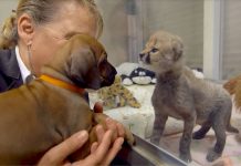 This Dog And Cheetah Met As Babies. Two Years Later, They Still Haven’t Left Each Other’s Side!