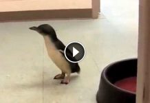 Cute Little Penguin Searches for a Friend. It was Amazing when They Finally Meet