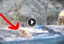 This Momma Bear Saw Her Baby in Trouble and She Did Something Beautiful