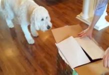 Dog Gets A New Puppy For His Birthday, Their First Meeting Has Been Watched Over 7 Million Times