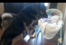 Husky Approaches Newborn Baby. Now Watch The German Shepherd…OMG