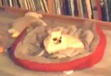 Heartbroken Dog Hasn’t Seen Dad In 2 Months But Doesn’t Know He’s About To Walk In