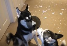 The 2 Huskies Get In An Argument When Dad Asks About The Mess On The Floor