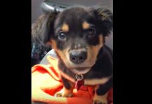 Mom Says No He Can’t Sit On Her Lap In The Car. The Pup Proceeds To Throw The Most Adorable Tantrum.