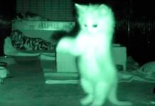 Man Left Highly Amused – After Watching Night Footage Of Kittens