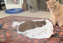 Cat’s Best Friend Passed Away From Illness, So His Owners Let Her Say “Goodbye” To Him One Last Time