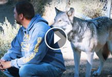 This Veteran Suffers From PTSD. But You’ll Never Believe At What This Wolf Does For Him! Omg!