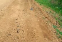 Baby Fox Walks Up And Begs For Help — Trucker Immediately Jumps Into Action