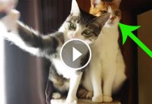 Their Owner Gave Them A Toy. One Jumps Right In, But Him? You Will Really Love This!