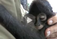 Tiny Monkey Was Attacked By Poachers – But Gets Saved Before It’s Too Late