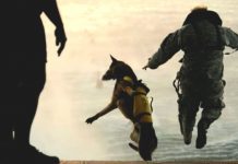 These Are Truly America’s Most Elite Dogs And Absolutely Incredible Animals.