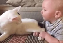 Baby Yanks On Rescued Cat’s Legs – Cat’s Response Has Internet Cracking Up