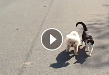 This Cat Touched My Heart When He Did This For That Blind Dog! Aww!