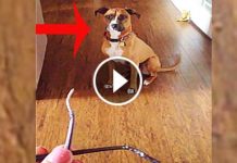 She Asked Her Dog If He Chewed Her Glasses. His Reaction? I Can’t Stop Laughing!