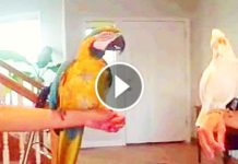 That White Bird Challenged His Friend To A Dance Off. What Happens Next? Omg This Is Amazing!