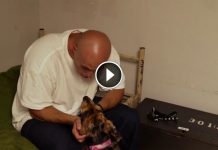 Therapy Dog ‘Raider’ Comforts Young Victims Of Parents’ Torture