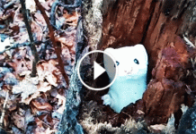 What This Hunter Found In The Woods Is Probably The Most Adorable Creature On This Planet!