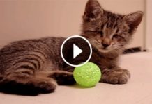 Oskar The Blind Kitten Gets His First Toys. His Reaction Brought Tears To My Eyes