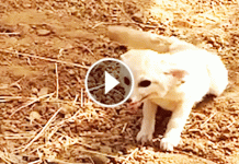 You Won’t Be Able To Stop Smiling When You See This Tiny Fox Get Reunited With His Best Friend!