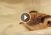 Tiny Hedgehog Was Placed In The Sink. But When The Water Started Flowing? Aww!
