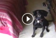 Dog Stays Out Of Sight To Avoid A Bath. But When Mom Asks Him If He Wants To Go On A Walk? LOL!