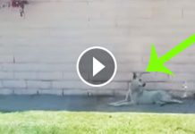 Abandoned Dog Was Waiting For Her Family To Come Back. When Rescuers Come Instead? Heartwarming