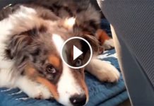 Dog Still Has “Frozen” Fever. Watch What He Does When He Hears THIS Song From The Disney Movie