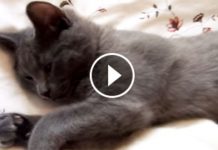 She Asked Her Sleepy Cat A Question. But I Couldn’t Believe My Ears When I Heard His Response!