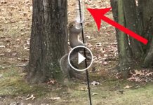 Squirrels Kept Raiding Their Birdfeeder. But Wait Till You See Their Brilliant Plan To Stop Them